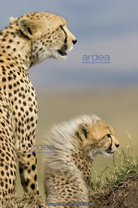 : Cheetah, Acinonyx jubatus, and cub in the : Cheetah, Acinonyx jubatus, and cub in the