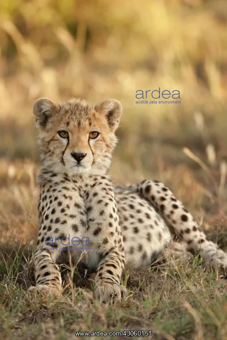 : Cheetah, Acinonyx jubatus, cub laying downin : Cheetah, Acinonyx jubatus, cub laying downin