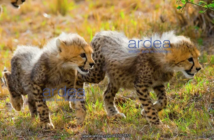 : Two cheetah (Acinonyx jubatus) cubs are going on : Two cheetah (Acinonyx jubatus) cubs are going on