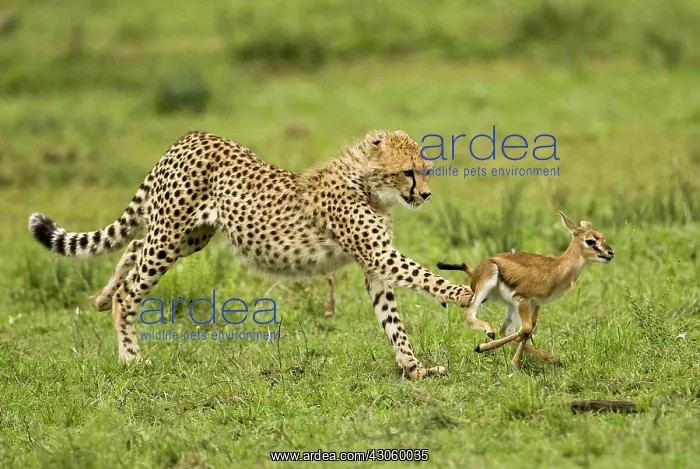 : Cheetah, Acinonyx jubatus, cubs hunting : Cheetah, Acinonyx jubatus, cubs hunting
