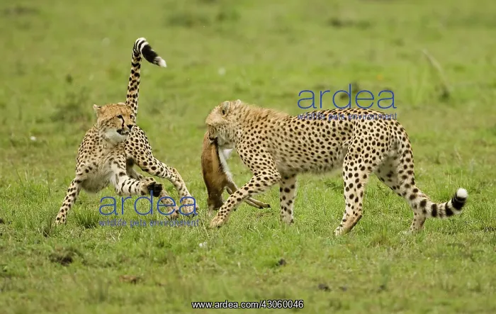 : Cheetah, Acinonyx jubatus, cubs hunting : Cheetah, Acinonyx jubatus, cubs hunting