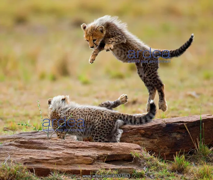 : Cheetah (Acinonyx jubatus) cubs are playing with : Cheetah (Acinonyx jubatus) cubs are playing with