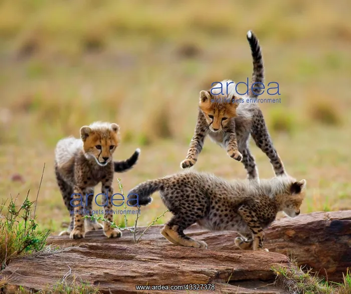 : Cheetah (Acinonyx jubatus) cubs are playing with : Cheetah (Acinonyx jubatus) cubs are playing with
