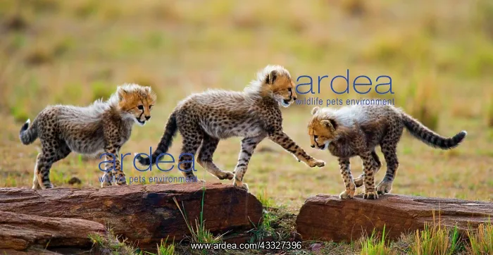: Cheetah (Acinonyx jubatus) cubs are playing with : Cheetah (Acinonyx jubatus) cubs are playing with