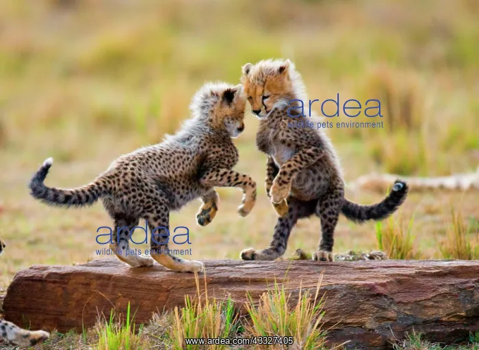  : Cheetah (Acinonyx jubatus) cubs are playing with