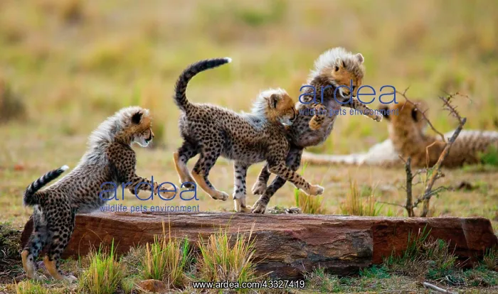 : Cheetah (Acinonyx jubatus) cubs are playing with : Cheetah (Acinonyx jubatus) cubs are playing with