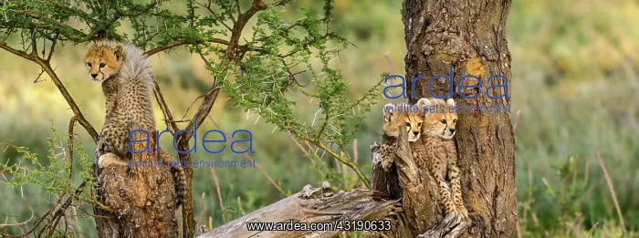 : Cheetah (Acinonyx jubatus) cubs in tree. Ngorongoro : Cheetah (Acinonyx jubatus) cubs in tree. Ngorongoro