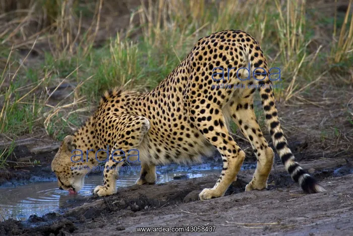 : Cheetah (Acinonyx jubatus) drinking at waterhole : Cheetah (Acinonyx jubatus) drinking at waterhole
