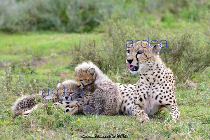 : Cheetah (Acinonyx jubatus) female and cubs. Ngorongoro : Cheetah (Acinonyx jubatus) female and cubs. Ngorongoro