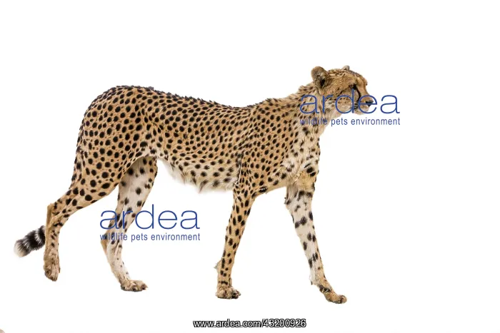 : Cheetah (Acinonyx jubatus) isolated in white background : Cheetah (Acinonyx jubatus) isolated in white background