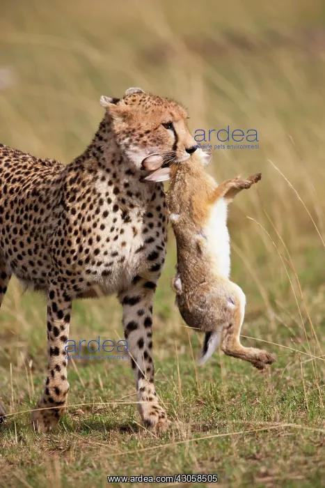 : Cheetah (Acinonyx jubatus) with jackrabbit : Cheetah (Acinonyx jubatus) with jackrabbit