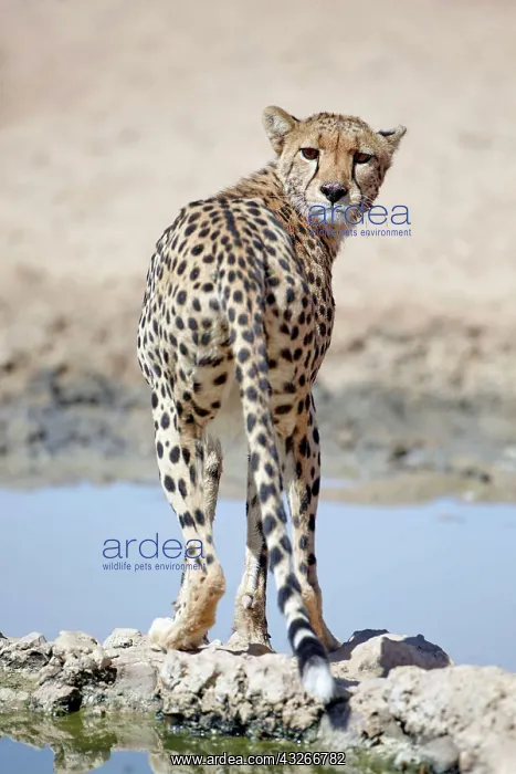: Cheetah (Acinonyx jubatus jubatus) adult, standing : Cheetah (Acinonyx jubatus jubatus) adult, standing