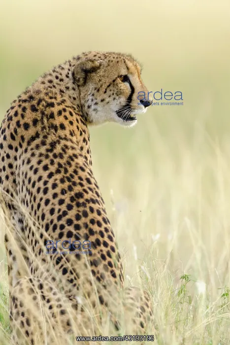 : Cheetah (Acinonyx jubatus). KwaZulu Natal. South : Cheetah (Acinonyx jubatus). KwaZulu Natal. South