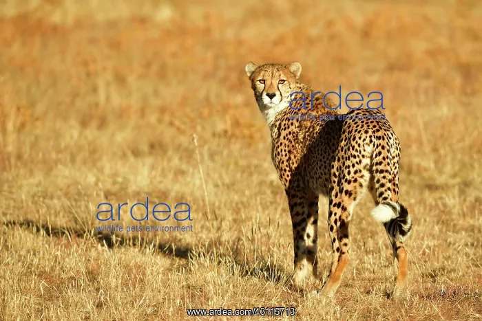 : Cheetah (Acinonyx jubatus), located in dry grassland : Cheetah (Acinonyx jubatus), located in dry grassland