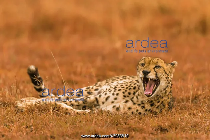 : Cheetah (Acinonyx jubatus), lying in grass and yawning : Cheetah (Acinonyx jubatus), lying in grass and yawning