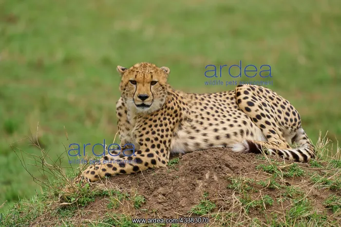  : Cheetah (acinonyx jubatus), lying on termite mound