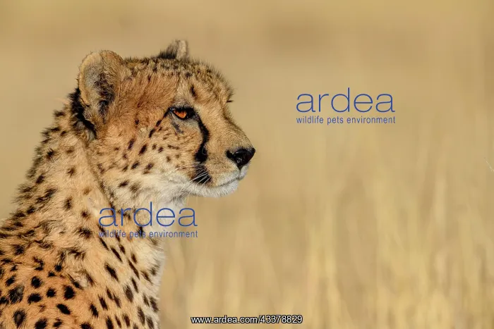 : Cheetah (Acinonyx jubatus), male, portrait, Okonjima : Cheetah (Acinonyx jubatus), male, portrait, Okonjima