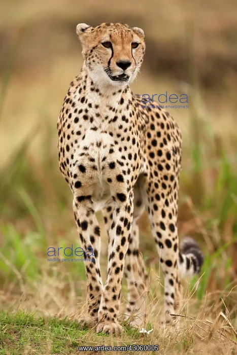 : Cheetah, Acinonyx jubatus, in the Masai : Cheetah, Acinonyx jubatus, in the Masai