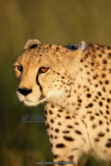 : Cheetah, Acinonyx jubatus, in the Masai : Cheetah, Acinonyx jubatus, in the Masai