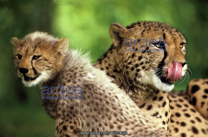 : Cheetah (acinonyx jubatus), Mother and Cub, Licking : Cheetah (acinonyx jubatus), Mother and Cub, Licking