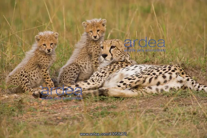 : Cheetah (Acinonyx jubatus) mother relaxing : Cheetah (Acinonyx jubatus) mother relaxing