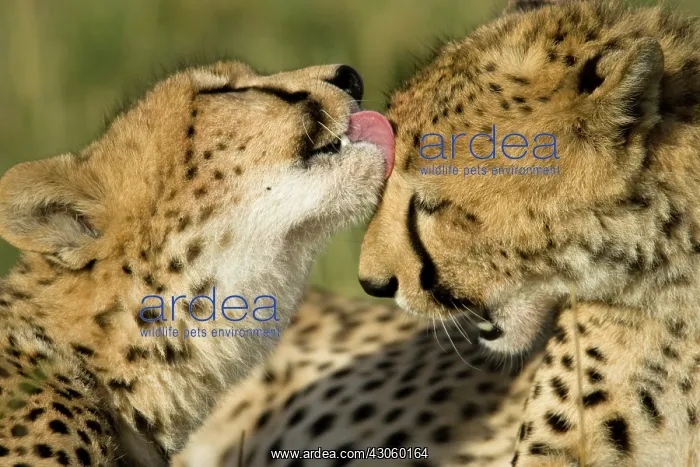 : Cheetah, Acinonyx jubatus, mutual grooming : Cheetah, Acinonyx jubatus, mutual grooming