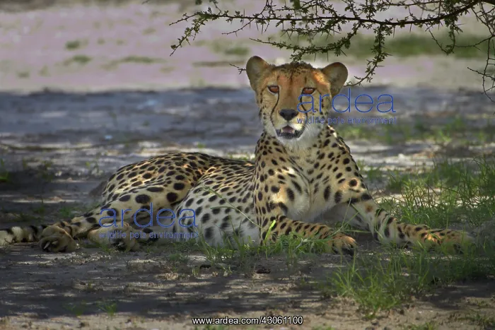 : Cheetah (Acinonyx jubatus), Nxai Pan National : Cheetah (Acinonyx jubatus), Nxai Pan National