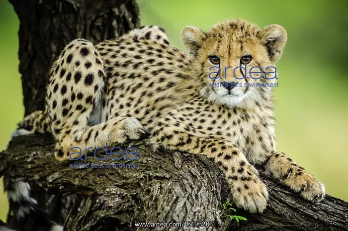 : Cheetah (Acinonyx jubatus). Phinda / Munyawana / : Cheetah (Acinonyx jubatus). Phinda / Munyawana /