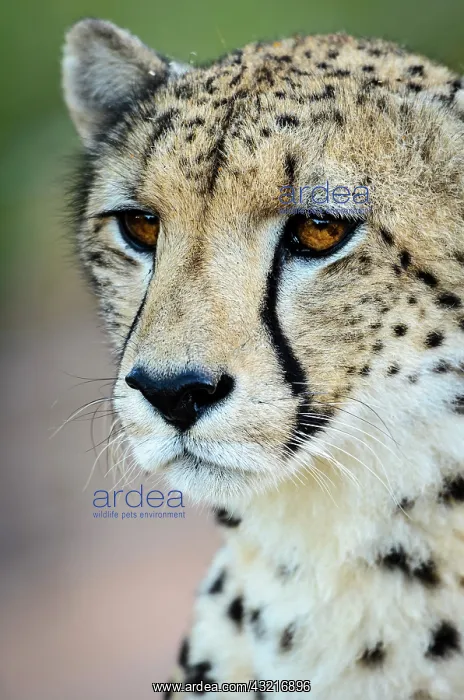 : Cheetah (Acinonyx jubatus). Phinda / Munyawana / : Cheetah (Acinonyx jubatus). Phinda / Munyawana /