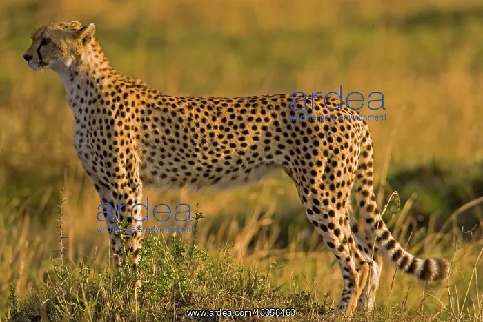 : Cheetah (Acinonyx jubatus) on plain, Masai : Cheetah (Acinonyx jubatus) on plain, Masai