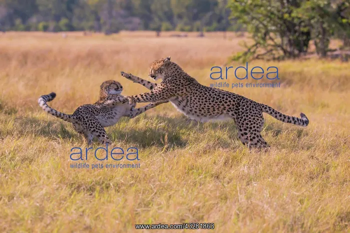 : Cheetah (Acinonyx jubatus), Playing kittens, Botswana : Cheetah (Acinonyx jubatus), Playing kittens, Botswana