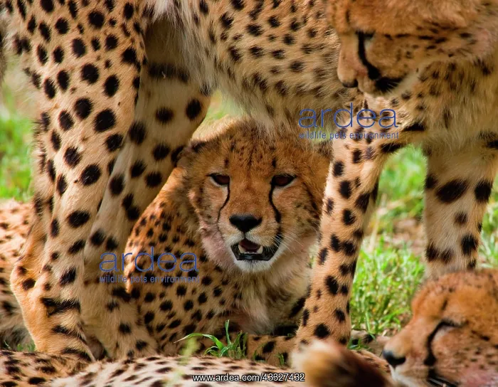 : Cheetah (Acinonyx jubatus) in the savanna. Kenya : Cheetah (Acinonyx jubatus) in the savanna. Kenya