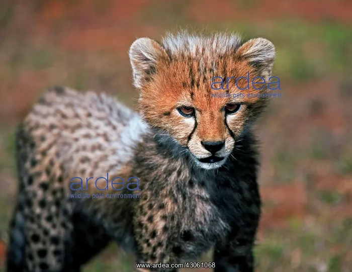 : Cheetah (Acinonyx Jubatus) as seen in the : Cheetah (Acinonyx Jubatus) as seen in the