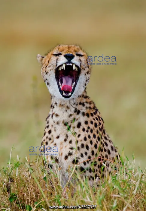 : Cheetah (Acinonyx jubatus) is sitting in the sav : Cheetah (Acinonyx jubatus) is sitting in the sav