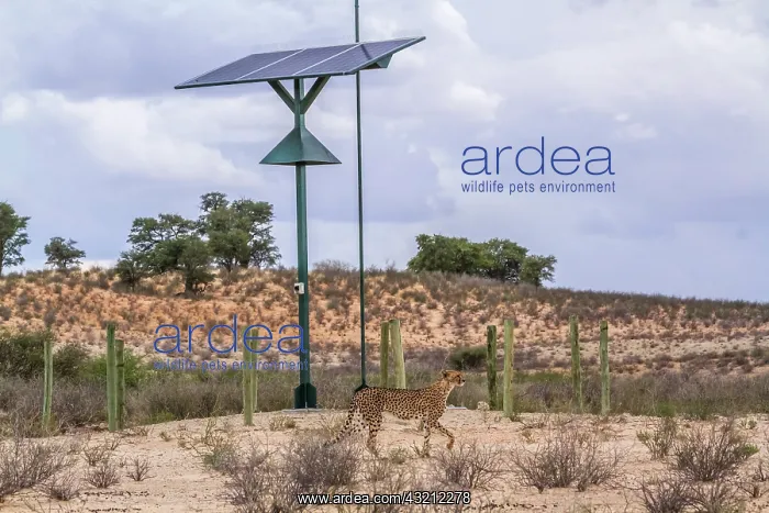 : Cheetah (Acinonyx jubatus) in front of solar panel : Cheetah (Acinonyx jubatus) in front of solar panel