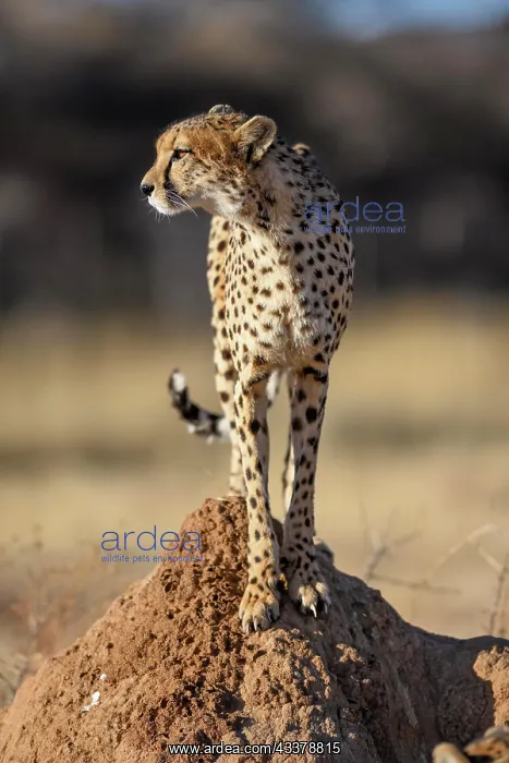 : Cheetah (Acinonyx jubatus) on a termite mound, male : Cheetah (Acinonyx jubatus) on a termite mound, male