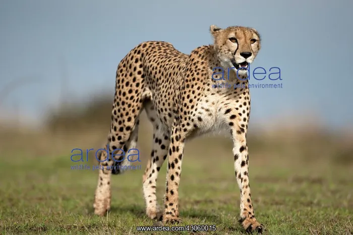 : Cheetah, Acinonyx jubatus, walking in the : Cheetah, Acinonyx jubatus, walking in the