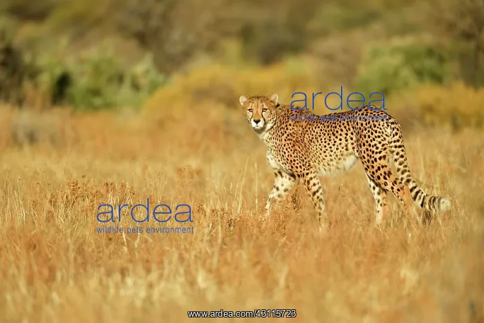 : Cheetah (Acinonyx jubatus), walking through dry : Cheetah (Acinonyx jubatus), walking through dry