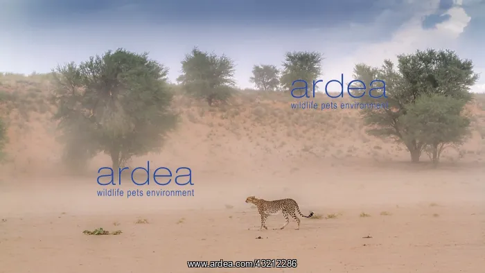 : Cheetah (Acinonyx jubatus) walking in sand storm : Cheetah (Acinonyx jubatus) walking in sand storm