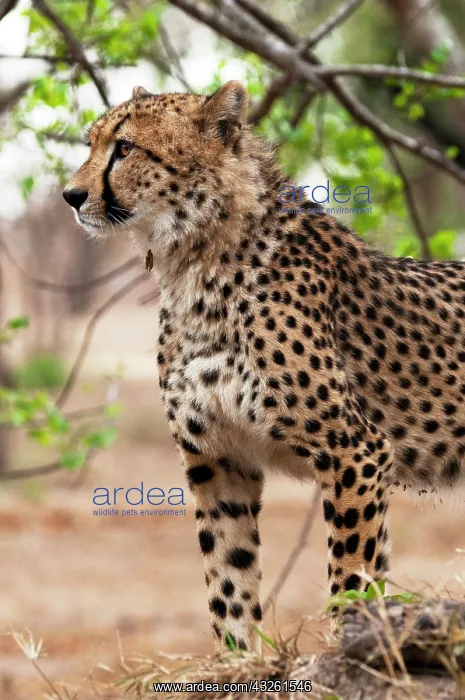  : Cheetah (Acynonix jubatus), Captive, Hoedspruit