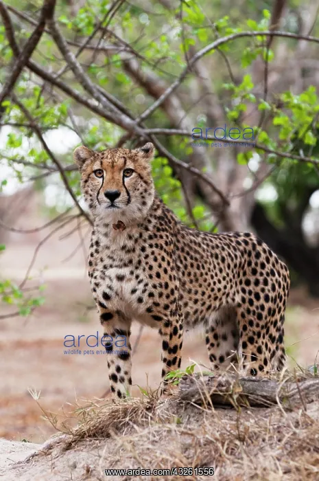 : Cheetah (Acynonix jubatus), Captive, Hoedspruit : Cheetah (Acynonix jubatus), Captive, Hoedspruit