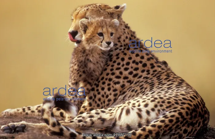 : Cheetah - adult and cub : Cheetah - adult and cub