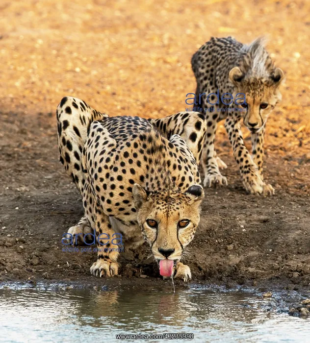 : Cheetah adult with cub drinking from water hole : Cheetah adult with cub drinking from water hole