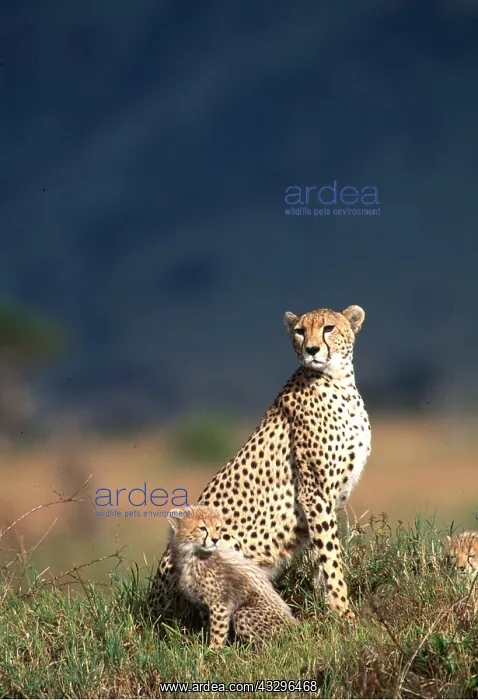  : CHEETAH - adult with two cubs