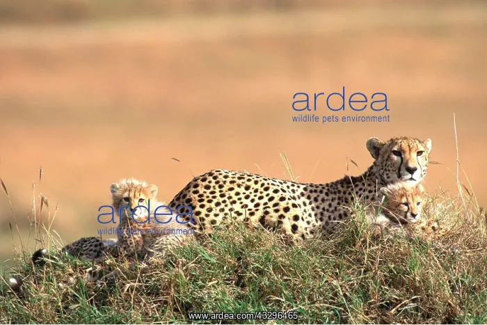  : CHEETAH - adult and cubs x two