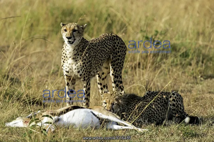 : Cheetah adult female with cub feeding on Thomson's Gazelle : Cheetah adult female with cub feeding on Thomson's Gazelle