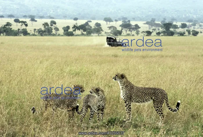 : Cheetah adult female with cubs on lookout with safari : Cheetah adult female with cubs on lookout with safari