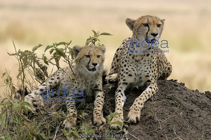 : Cheetah - Adult with young : Cheetah - Adult with young