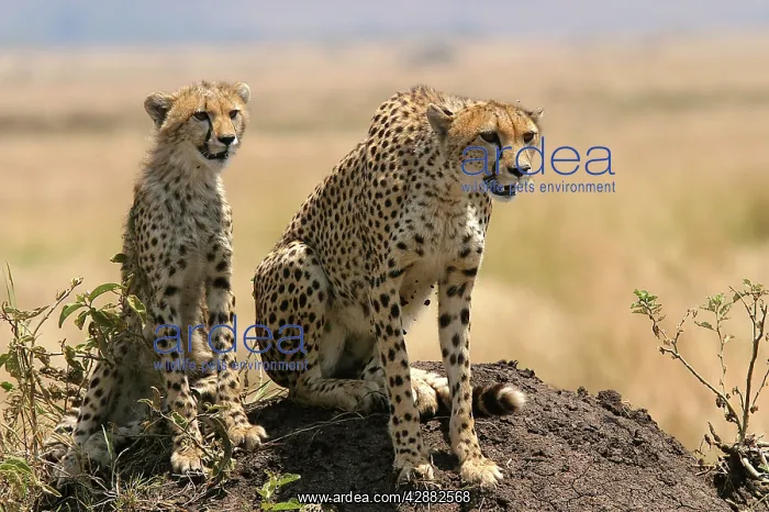 : Cheetah - Adult with young : Cheetah - Adult with young