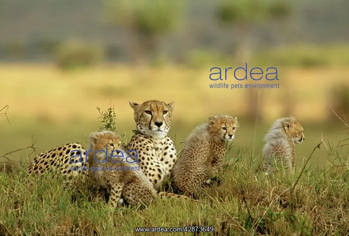  : Cheetah - adults and cubs